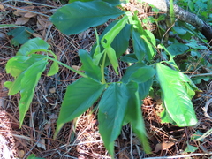 Syngonium