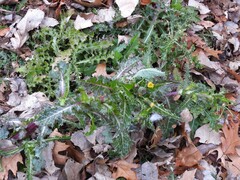 Golovinomyces cichoracearum