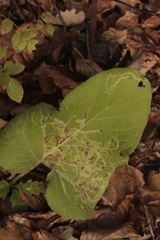 Phytomyza albiceps group