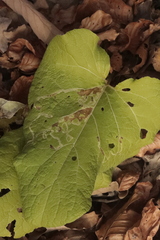 Phytomyza albiceps group