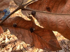 Phylloxera