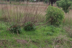 Tithonia diversifolia