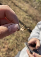 Achurum carinatum