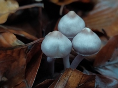 Inocybe lilacina