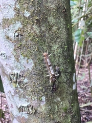 Nymphalidae