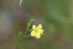 Linum sulcatum