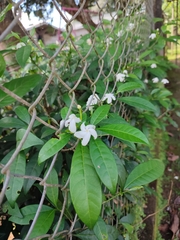 Tabernaemontana divaricata