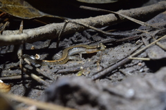 Eurycea quadridigitata