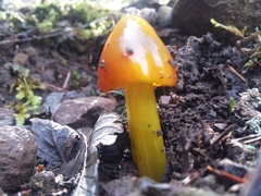 Hygrocybe singeri