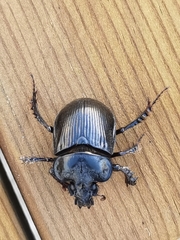 Ceratophyus hoffmannseggi