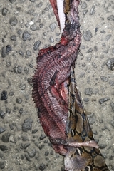 Malayopython reticulatus