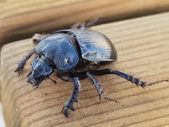 Ceratophyus hoffmannseggi