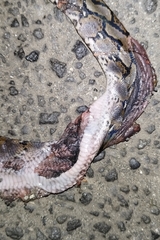 Malayopython reticulatus