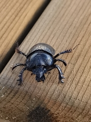 Ceratophyus hoffmannseggi