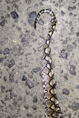 Malayopython reticulatus
