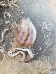 Crepidula fornicata