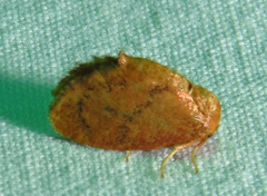 Heterogenea shurtleffi