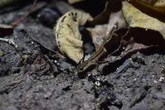 Eurycea quadridigitata