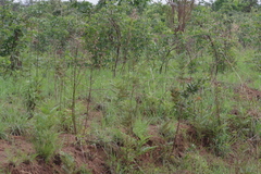 Pteridium centrali-africanum