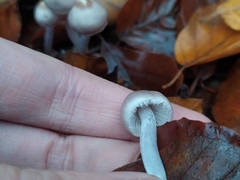 Inocybe lilacina