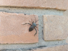 Acanthocephala alata