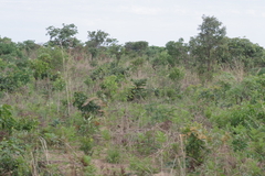 Pteridium centrali-africanum