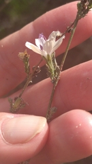 Stephanomeria