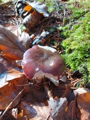 Russula queletii