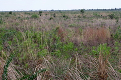 Pteridium centrali-africanum