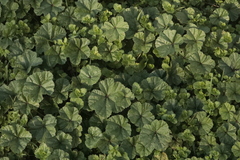 Malva