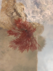 Rhodophyta