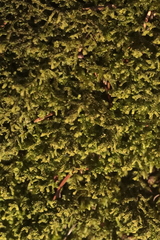 Porella platyphylla