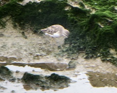 Calidris minutilla