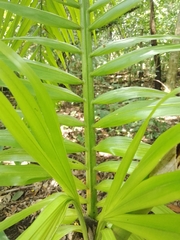 Arecaceae