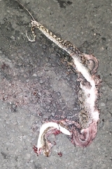 Malayopython reticulatus