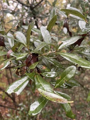 Quercus virginiana