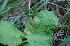 Puccinia lapsanae