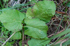 Puccinia lapsanae