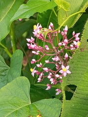 Miconia xalapensis