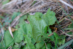 Puccinia lapsanae