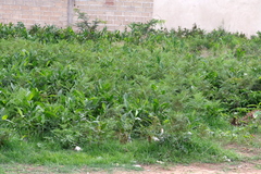 Aframomum alboviolaceum