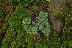 Physconia perisidiosa