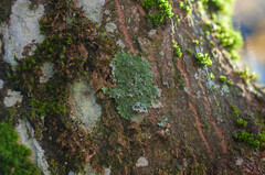 Physconia perisidiosa