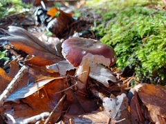 Russula queletii