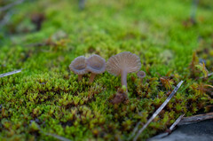 Arrhenia rickenii