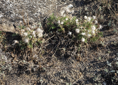 Pulsatilla