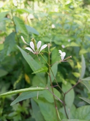 Cleome aculeata