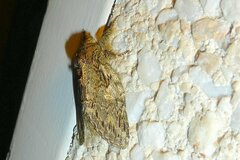 Peridea anceps