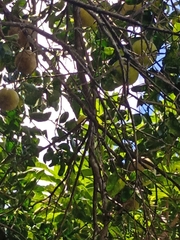 Todirostrum cinereum