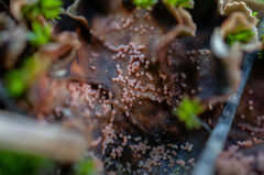 Lasionectria lecanodes